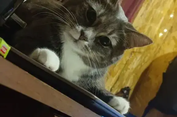 Пропала серая кошка, Тула, Добрая ул.