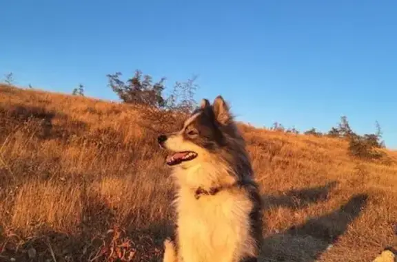 Пропала лайка, проезд Артиллеристов, Севастополь