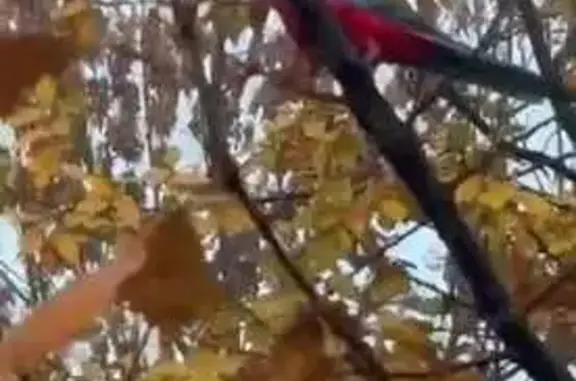 Попугай на ул. Конгрессной, Кр...