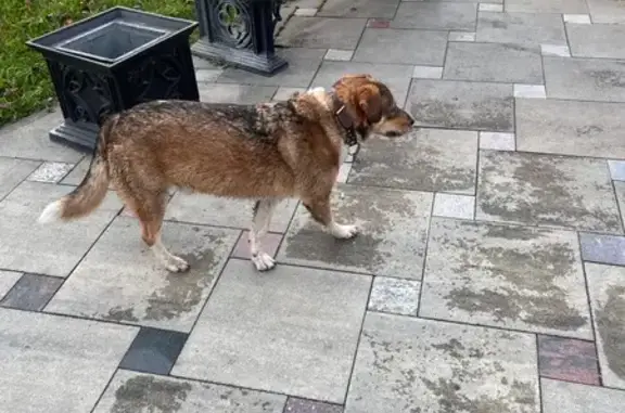 Найдена собака, Краснодар, фото: Собака найдена у Дар пицца, Ставропольская 201