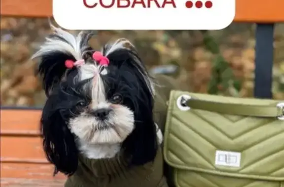 Собаки потеряшки, Белгород, фото: Потеряшка ши-тцу, ул. Белгородского Полка, 23