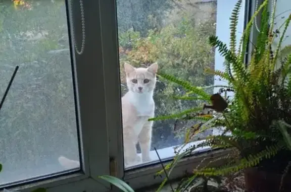 Пропала кошка, Писемского 24, Волгоград