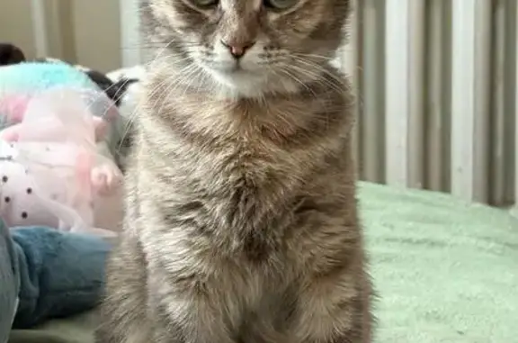 Кошки потеряшки, Калуга, фото: Потеряшка кошка, ул. Маяковского 51, Калуга