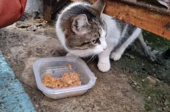 Найдена кошка, , фото: Кошка найдена: ул. Пастухова, 37, Ижевск