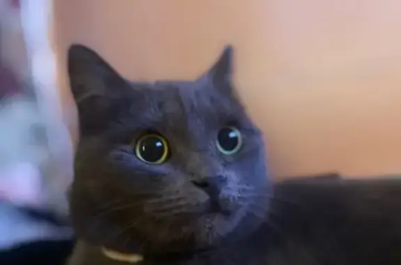 Пропала кошка, Мамошино, МО