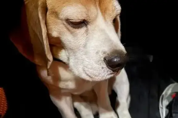 Найдена собака, Красноярск, фото: Собака найдена: Лесная ул., Красноярск