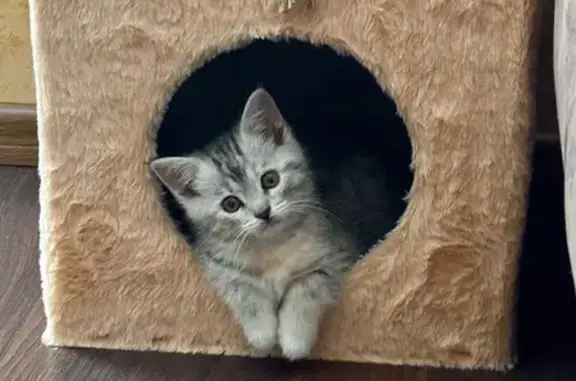 Пропала кошка, Ленина, Оренбургская обл.