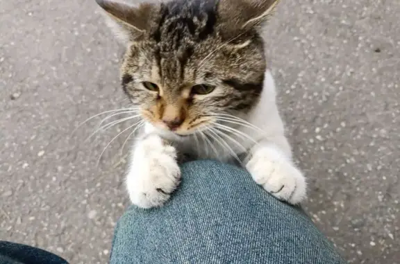 Найдена кошка, Владикавказ, фото: Найден ласковый кот, ул. Цоколаева, 14