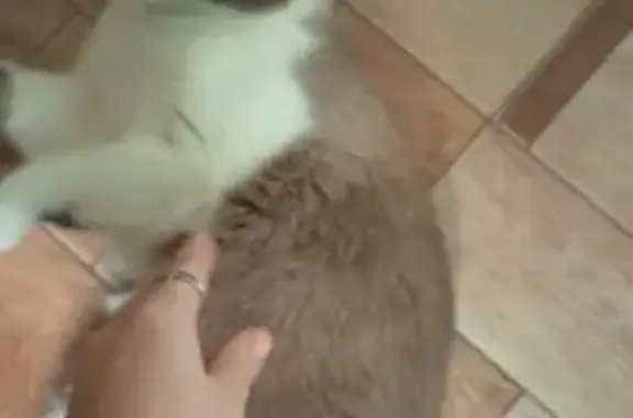 Найденные животные Губкин, фото: Кошка найдена на Белинского 5, Губкин