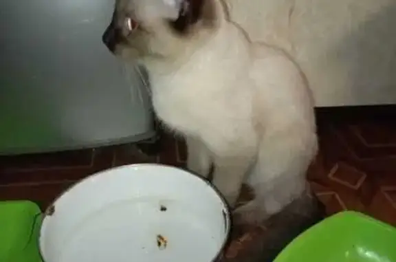 Найдена кошка, Шумерля, фото: Кошка найдена: ул. Щербакова, 32, Шумерля