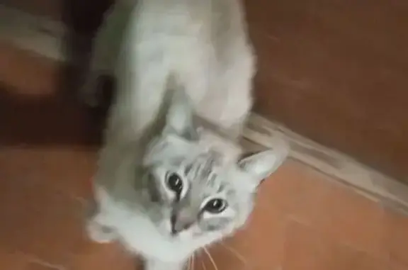 Найдена кошка, Сырково, фото: Кошка найдена: Лесная ул., 1, Сырково