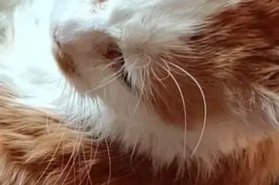 Пропала кошка, Митинская ул. 48