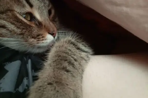 Кошки потеряшки, , фото: Потеряшка кошка, Раздоры 34