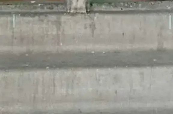 Найдена кошка, Кемерово, фото: Найдена кошка, Инициативная 125, Кемерово