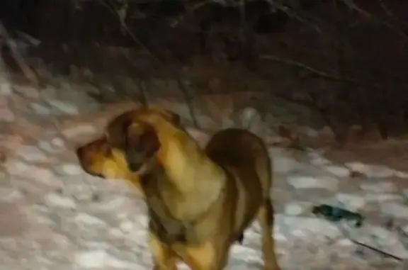 Найдена собака, Ангарск, фото: Собака найдена: ул. Кирова, Ангарск