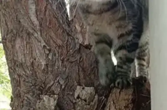 Пропала кошка, Просторная ул., Оренбург