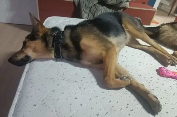 Найдена собака, , фото: Собака найдена, ул. Космонавтов 39/2, Липецк