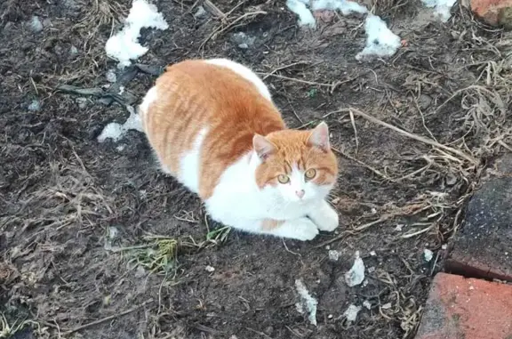 Пропал кот в Жёдочах, дом 5