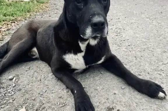 Найдена собака, Ростов-на-Дону