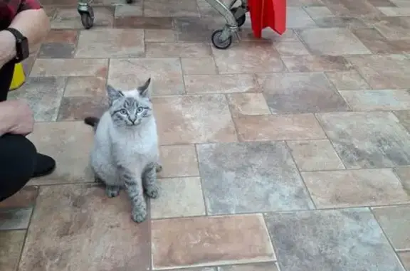 Кошка найдена, ул. Разина, 6, Котово - photo