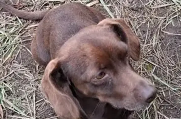 Пропала собака, Чита, Забайкальский край