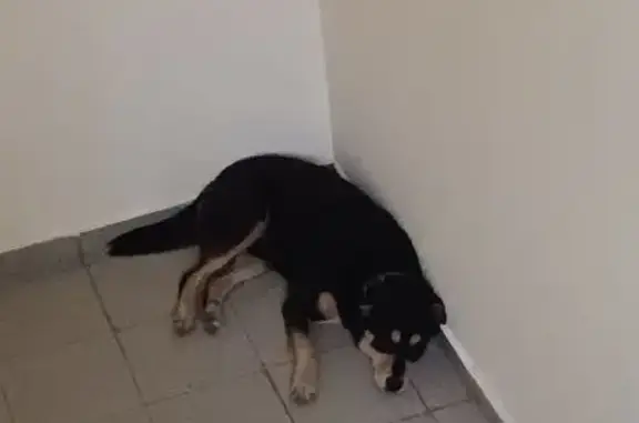 Найдена собака, б-р Платова 8, Ростов-на-Дону