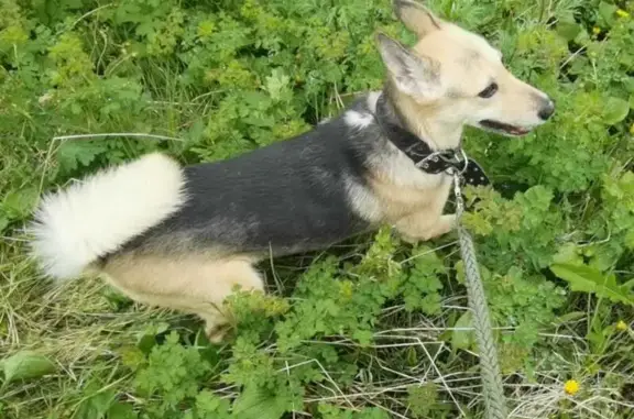 Пропала собака, Садовая ул., Петропавловск
