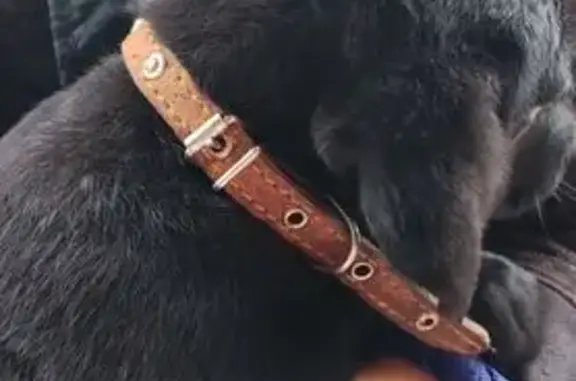 Найдена собака, Ставрополь, фото: Щенок найден в Ставрополе, ул. Гвоздика 2-я