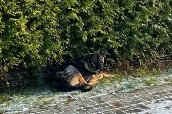 Найдена собака, Лесколовское сельское поселение, фото: Щенок найден на Летней улице, Лесколово