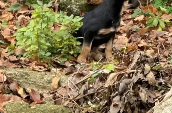 Найдена собака: Дербентская 18/1, Краснодар