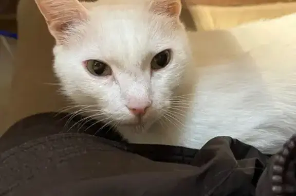 Найдена кошка, Томск, фото: Кошка найдена: ул. Кузнецова, 1, Томск