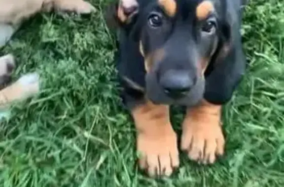 Пропала собака, Черемисино, Орловская обл.