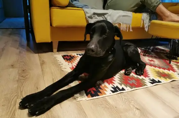 Найдена собака, Варваровка, фото: Найдена собака, 03К-101, Варваровка