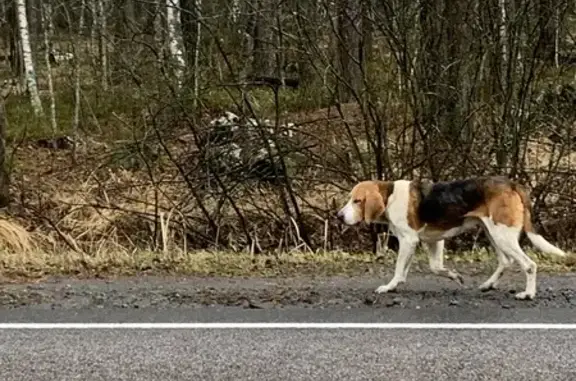 Найденные животные Тамбовская область, фото: Собака найдена на 33 км Р-22, Тамбов