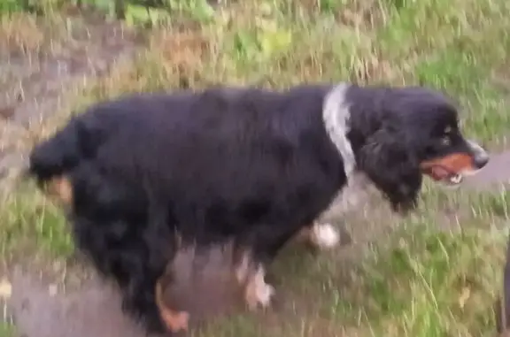 Найдена собака, Новозыбков, фото: Собака найдена, ул. Урицкого, 67, Новозыбков