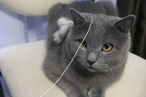 Пропал кот Дымок в СНТ 