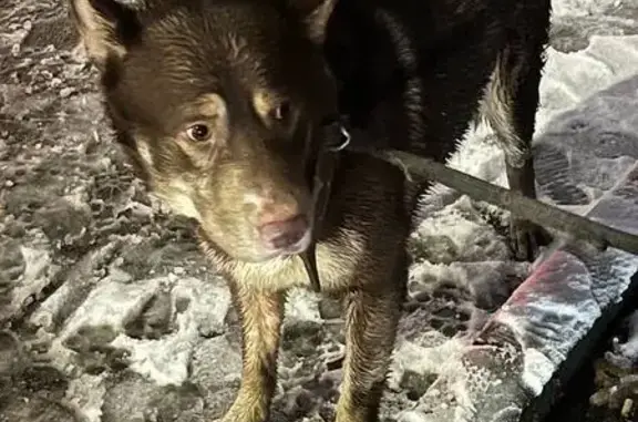 Найдена собака, Нижний Новгород, фото: Собака найдена: ул. Белинского, 55А