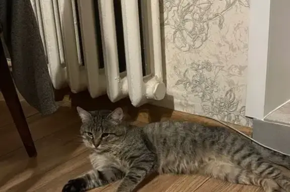 Найдена кошка, Владимир, фото: Кот найден: Соколова-Соколёнка 29, Владимир