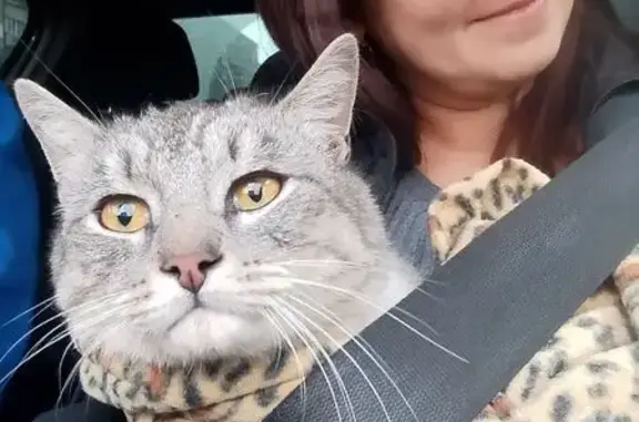 Пропала кошка, Парковская 58А, Оренбург