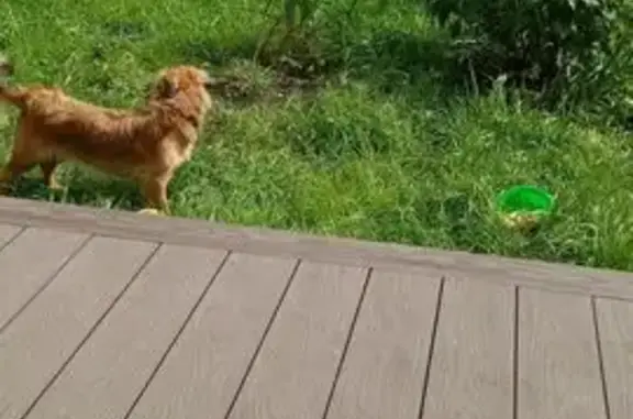 Пропала собака, ул. Стрелочников 28, Екб