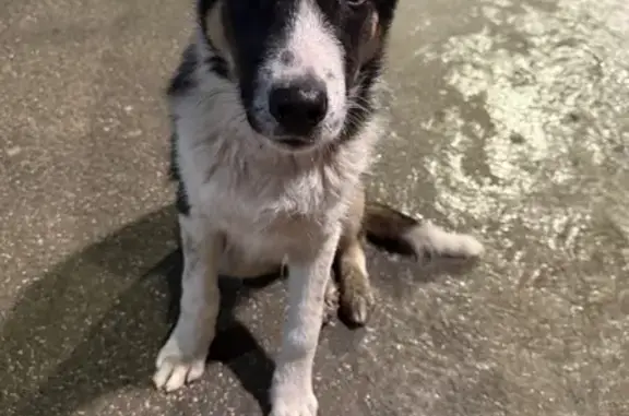 Щенок найден на Комсомольском, 111, Барнаул