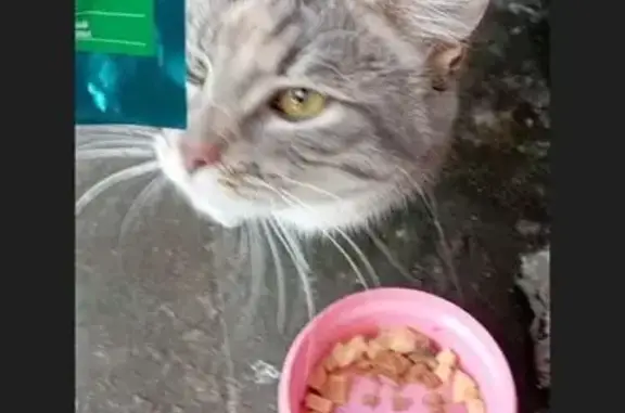 Найдена кошка, Архангельск, фото: Кошка найдена на Кедрова, 20, Архангельск