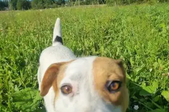 Пропала собака в Бегуницах, Ленобласть