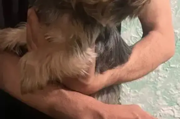 Собака найдена: Артиллерийская 55, Челябинск