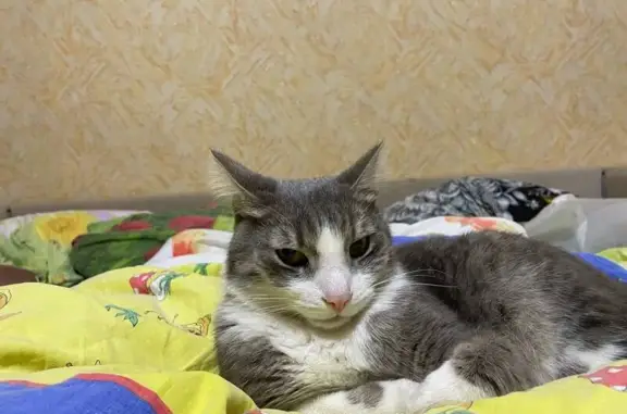 Кошки потеряшки, , фото: Потеряшка кошка, Астраханская ул, 1, Ижевск