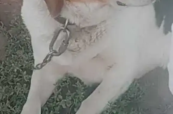 Пропала собака, Новый Ашап, Пермский край