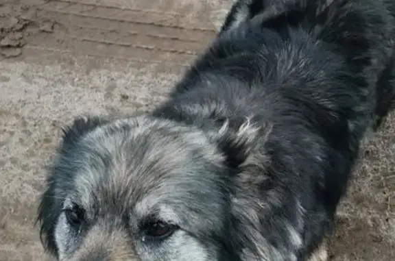 Пропала собака, ул. 8 Марта, Киров