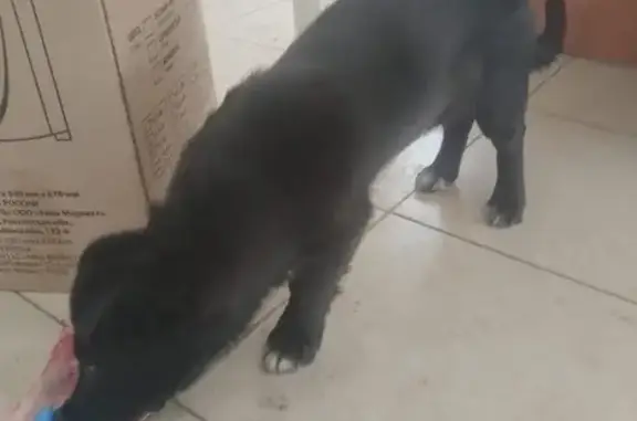 Пропала собака у Нагибина 31А, Ростов-на-Дону