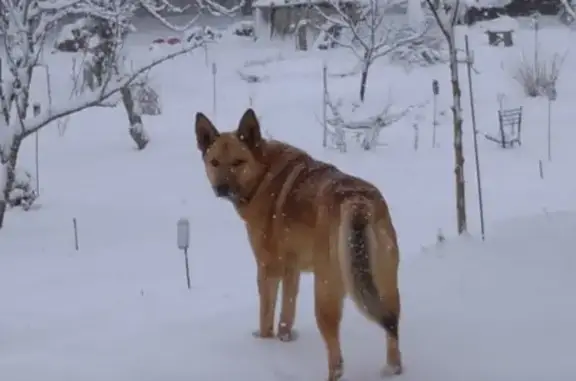 Пропала собака в Новоселках, Тульская обл.