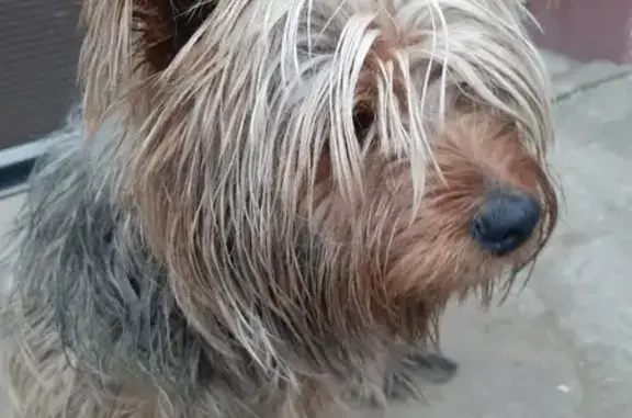 Найдена собака, Астраханская область, фото: Собака найдена: Старокучергановка, АО